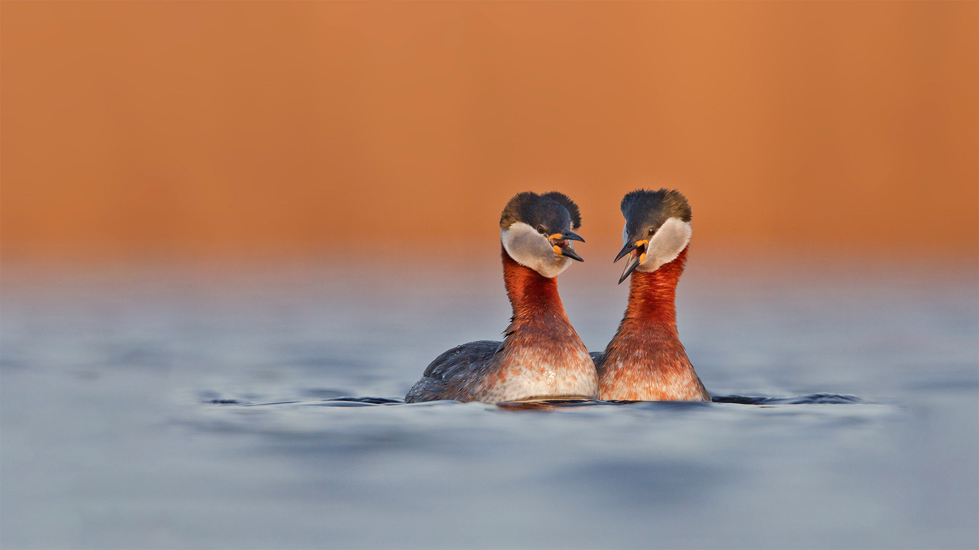 20220803 Red necked grebes, Germany 1920x1080